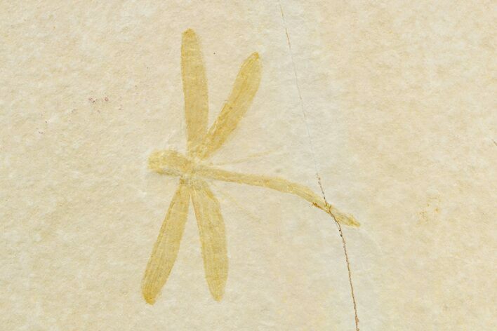 Fossil Dragonfly (Mesuropetala) - Solnhofen Limestone #240219
